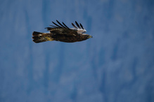 Steinadler II