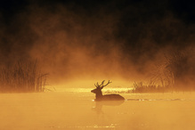 Im Morgennebel