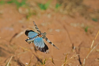 die Blaue Ödlandschrecke