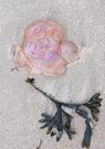 Sandrose