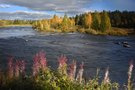 Herbstliches Flussufer am Vojmån