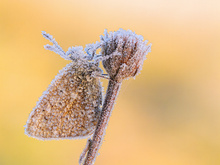 Der erste Frost