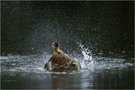 Ente