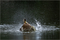 Ente