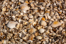 Der etwas andere Strandabschnitt
