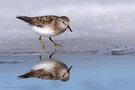 Doppelter Temminck