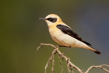 Mittelmeersteinschmätzer – Oenanthe hispanica