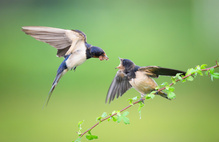 Fütterung im Anflug