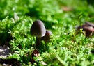 Der kleine Pilz 🍄