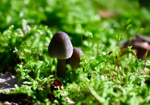 Der kleine Pilz 🍄