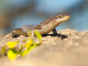 Ein Skink aus Simbabwe