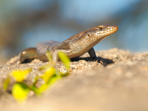 Ein Skink aus Simbabwe