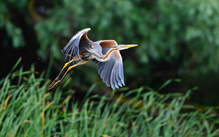 Purpurreiher Abflug
