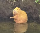 Nutria im hellen Mantel