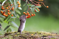 "Meine" Gartenmaus..