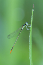 Agriocnemis femina (?)