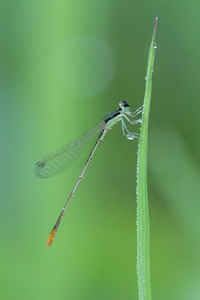 Agriocnemis femina (?)