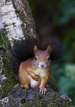 Eichhörnchen
