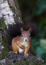 Eichhörnchen
