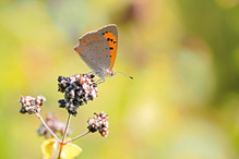 einer der wenigen Falter,