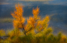 Herbstwischer