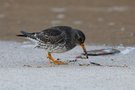 Der Läufer, der Strand und das Meer