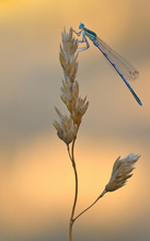 Federlibelle