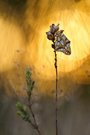Kleiner Perlmuttfalter bei Sonnenaufgang