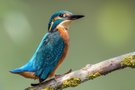 Eisvogel mit Nähe