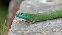 Östliche Smaragdeidechse - Lacerta Viridis