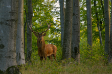 Bilder von der Brunft (IV)