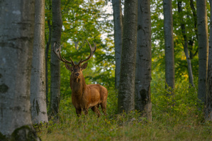 Bilder von der Brunft (IV)