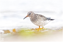 Meerstrandläufer (Purple sandpiper)