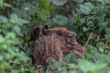 Schwein gehabt
