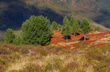 Herbstzeit an der Baumgrenze