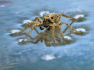 Die Dunkle Wolfspinne, oder Uferlaufwolf (Pardosa amentata)
