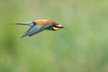Bienenfesser im Flug