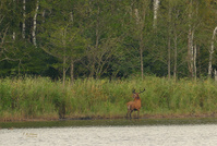 Quer über den See