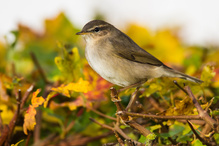 Wenn einem der Dunkellaubsänger im Herbst strahlende Augen macht
