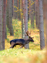 schwarzer Damhirsch
