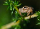 Springspinne ( Thyene imperialis)