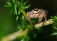 Springspinne ( Thyene imperialis)