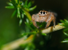 Springspinne ( Thyene imperialis)