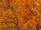 Herbstimpression
