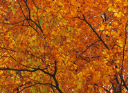 Herbstimpression