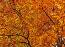Herbstimpression