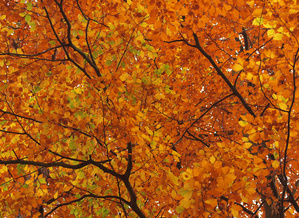 Herbstimpression