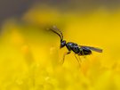 Eine winzige Erzwespe (Überfamilie Chalcidoidea)