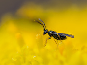 Eine winzige Erzwespe (Überfamilie Chalcidoidea)