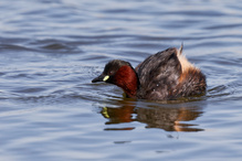 Zwergtaucher